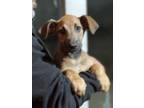 Adopt Heath a Tan/Yellow/Fawn - with Black Shepherd (Unknown Type) / Mixed Breed