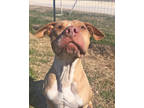 Adopt Lulu a Brown/Chocolate Mixed Breed (Large) / Mixed dog in Leander