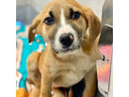 Adopt Emma a Brown/Chocolate Shepherd (Unknown Type) / Mixed dog in Atlanta