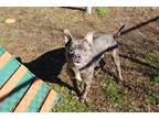 Adopt Dalton a Gray/Blue/Silver/Salt & Pepper Terrier (Unknown Type