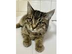 Adopt Lindt a Brown or Chocolate Domestic Shorthair / Domestic Shorthair / Mixed