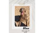 Adopt Blue a Gray/Blue/Silver/Salt & Pepper Doberman Pinscher dog in Lukeville
