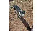 Adopt Puppy2 a Black - with White Border Collie / Mixed dog in Crawfordville