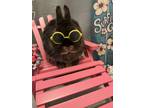 Adopt Rebecca a Chocolate Netherland Dwarf / Mixed (medium coat) rabbit in West