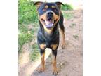 Adopt Princess K19 1/5/24 a Black Rottweiler / Mixed dog in San Angelo