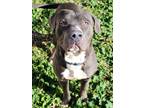 Adopt Blue K47 11/22/23 a Black American Pit Bull Terrier / Mixed Breed (Medium)