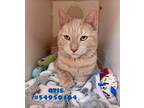 Adopt Otis a Tan or Fawn Domestic Shorthair / Domestic Shorthair / Mixed cat in