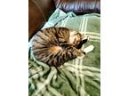 Adopt Cleo a Gray, Blue or Silver Tabby Tabby / Mixed (medium coat) cat in