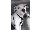 Adopt Belle a White - with Black Dogo Argentino / Mixed dog in Land O Lakes