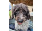 Adopt Maura a Brown/Chocolate - with Black Poodle (Standard) / German Wirehaired