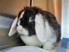 Adopt Oreo a Multi Lop-Eared / Mixed rabbit in Millersville, MD (40530204)