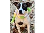 Adopt PRINCESS a White - with Brown or Chocolate Pit Bull Terrier / Mixed dog in
