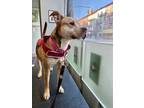 Adopt EMMA a Tan/Yellow/Fawn Pit Bull Terrier / Mixed dog in New York