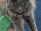 Giant European Maine Coons