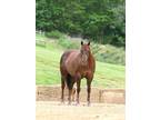 Take a look at this solid trail horse. Please meet Ozzie,