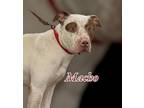 Adopt MACHO a Spaniel (Unknown Type) / American Pit Bull Terrier / Mixed dog in