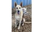 Adopt Rosemary a Tan/Yellow/Fawn - with Black German Shepherd Dog / Mixed dog in