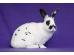 Adopt Orion a Other/Unknown / Mixed (short coat) rabbit in Scotts Valley