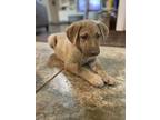 Adopt Benny a Brown/Chocolate - with Tan Shepherd (Unknown Type) / Mixed dog in