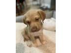 Adopt Sara a Shepherd (Unknown Type) / Mixed dog in Weatherford, TX (40535479)