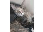 Adopt Ember a Calico or Dilute Calico Domestic Shorthair / Mixed (short coat)