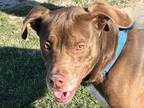 Adopt Sprout a Brown/Chocolate Mixed Breed (Small) / Mixed Breed (Medium) /
