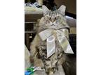 Adopt Miss Maddy a Brown Tabby Domestic Longhair (long coat) cat in Myrtle