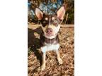 Adopt Shay a Red/Golden/Orange/Chestnut Australian Kelpie / Mixed dog in