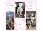 Adopt Ms. Sweets a White Labrador Retriever / Mixed dog in Caldwell