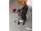 Adopt Thor a Brindle American Pit Bull Terrier / Mixed Breed (Medium) / Mixed