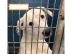Adopt Dottie PKA Beverly a White - with Black Pit Bull Terrier dog in Dallas