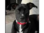 Adopt Molly a Black - with White Great Dane / Mixed dog in Redmond