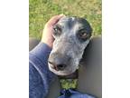 Adopt Laika a Black - with Gray or Silver Vizsla / German Shorthaired Pointer /