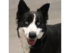 Adopt Dakota a Black Border Collie / Husky / Mixed dog in Atlanta, GA (40535283)