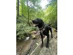 Adopt Loki a Black Coonhound / Plott Hound / Mixed dog in Granite Falls