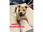 Adopt Jade a Brown/Chocolate American Pit Bull Terrier / Mixed Breed (Medium) /