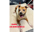 Adopt Jade a Brown/Chocolate American Pit Bull Terrier / Mixed dog in Wilkes
