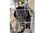 Adopt eva a Black Plott Hound / Mixed dog in Port St. Joe, FL (40300472)