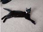 Adopt Luna a Black (Mostly) Domestic Shorthair / Mixed (short coat) cat in