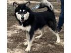 Adopt Sundance a Black - with White Alaskan Malamute / Mixed dog in Boise