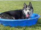 Adopt Seth a Black - with White Siberian Husky / Mixed dog in Boise