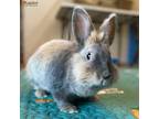 Adopt Louise a Lionhead / Mixed rabbit in Hamilton, ON (40440661)