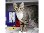 Adopt Allante a Brown or Chocolate Domestic Shorthair / Domestic Shorthair /