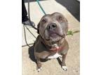 Adopt Sylvia a Tan/Yellow/Fawn American Pit Bull Terrier / Mixed dog in