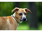 Adopt Fletcher a Tricolor (Tan/Brown & Black & White) Australian Cattle Dog /