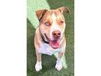 Adopt Leo a Brown/Chocolate - with White Siberian Husky / Mixed dog in Carlsbad