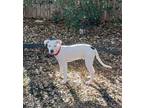 Adopt Brady a White Pointer / Pit Bull Terrier / Mixed dog in Redmond