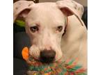 Adopt Loki a White Pointer / Pit Bull Terrier / Mixed dog in Redmond