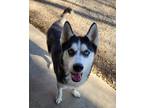 Adopt Beau a Black Husky / Mixed (short coat) dog in Atchison, KS (40531983)