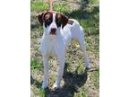 Adopt Nebbie a White Pointer / Mixed dog in Atchison, KS (40531859)